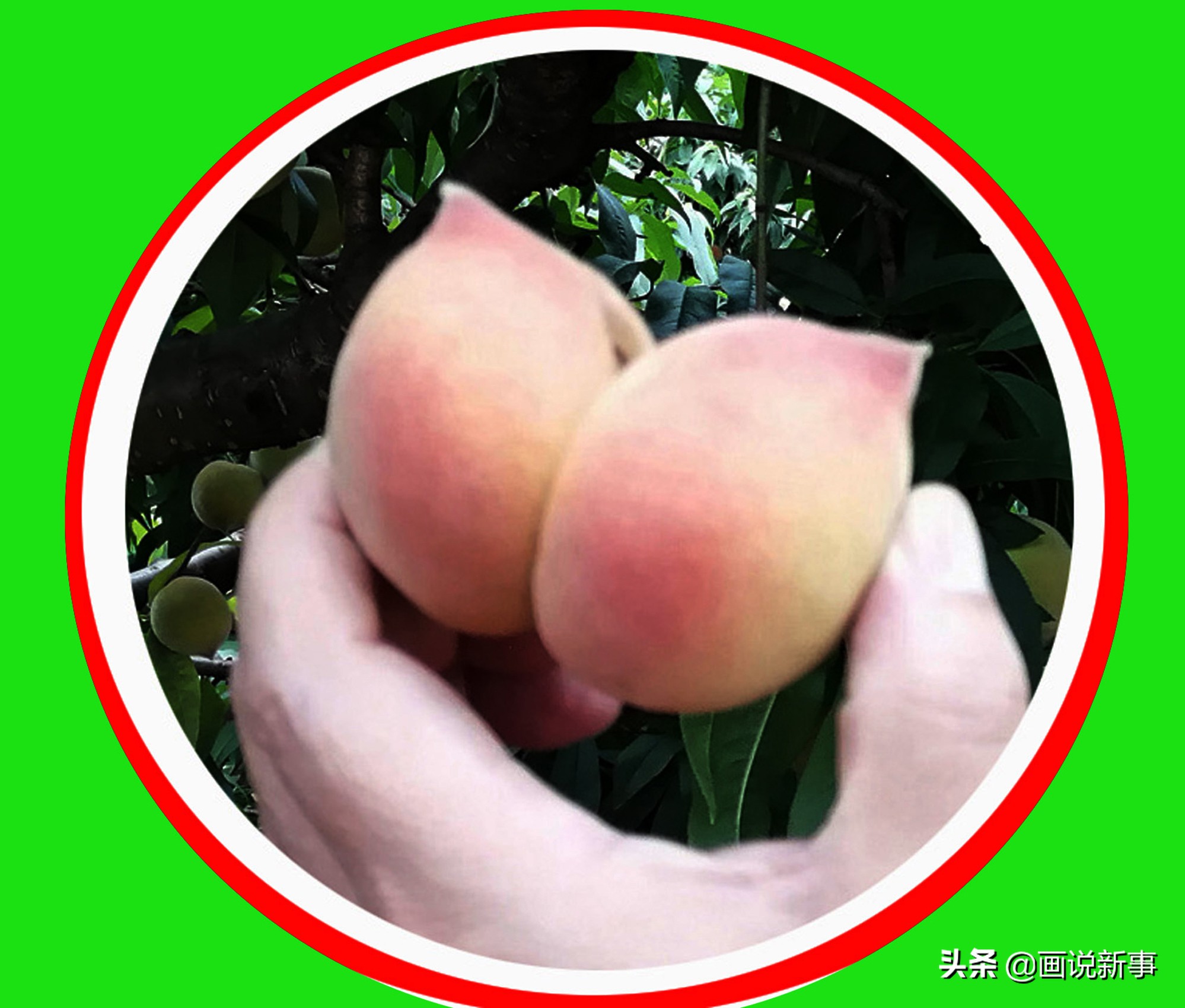 福建桃子网红,福建连城拳头桃