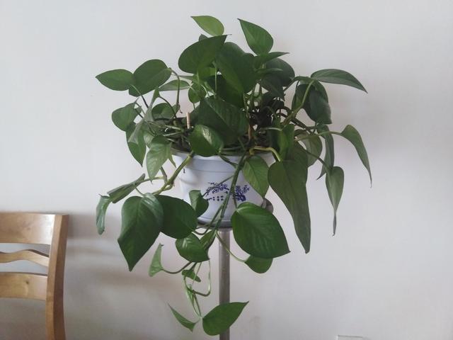 一盆绿萝每天能吸收多少二氧化碳,一盆绿萝一天能吸收多少二氧化碳