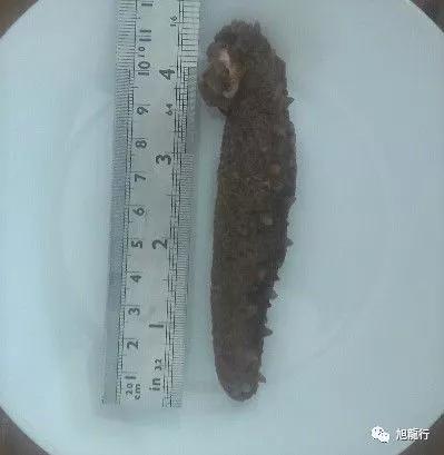 秋风起秋膘贴,秋风起贴秋膘喝羊汤