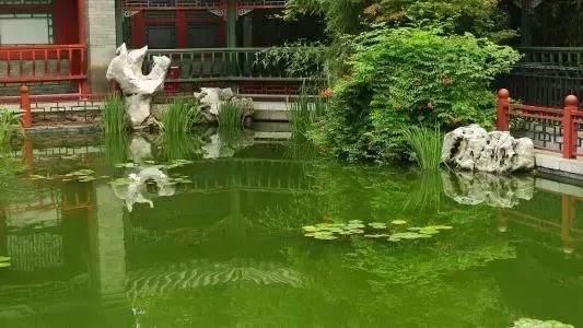 月坛银杏,月坛公园有银杏吗