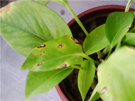 绿萝的养殖方法水培可以放牛奶吗,绿萝的养殖方法文案