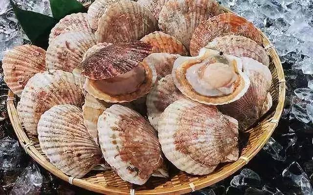 大连吃扇贝去哪吃,大连的扇贝有哪几个品种