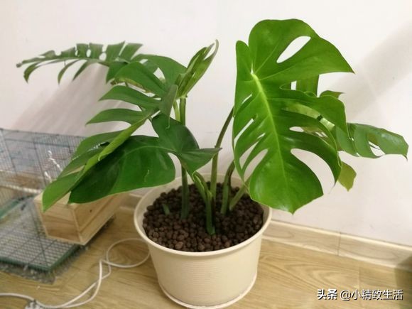 除甲醛绿植第一名又好养,除甲醛最有效果的绿植