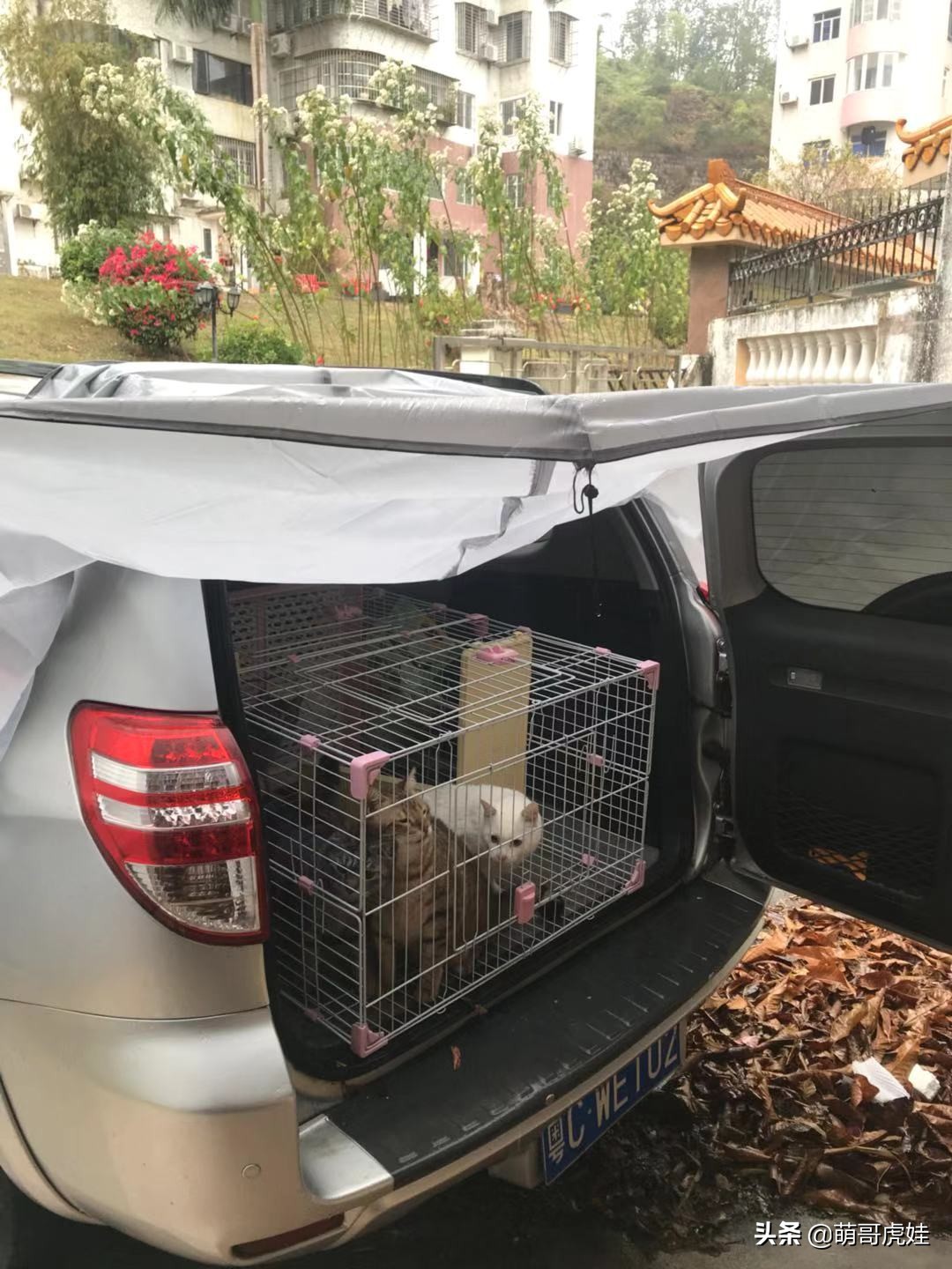 铲屎官被一群喵星人包围了,铲屎官给猫咪布置房间超萌