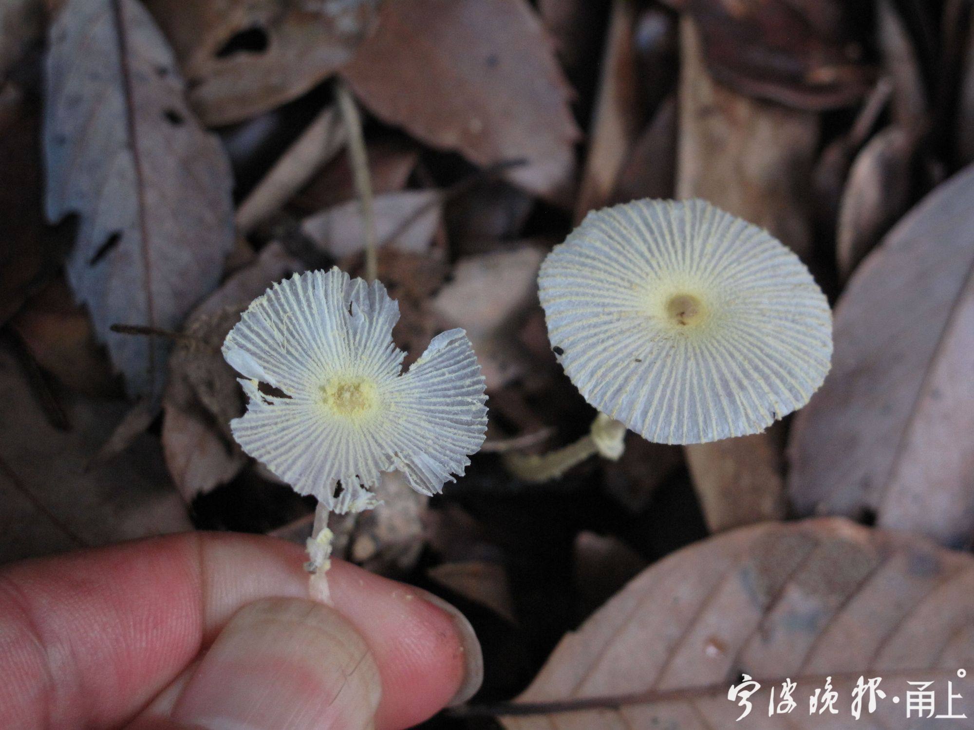 超长梅雨季菌物“狂欢”！鲜艳的有毒朴素的无毒？不一定！一起来了解下