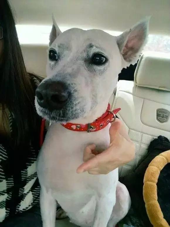 给萨摩耶犬剃毛,给萨摩耶剃毛怎么才能让它不动