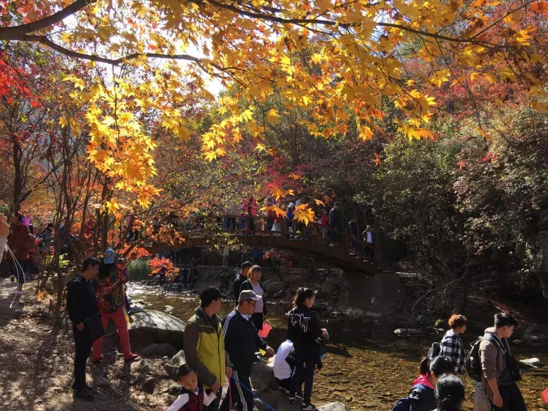 秋天来本溪赏枫叶,醉美枫叶季