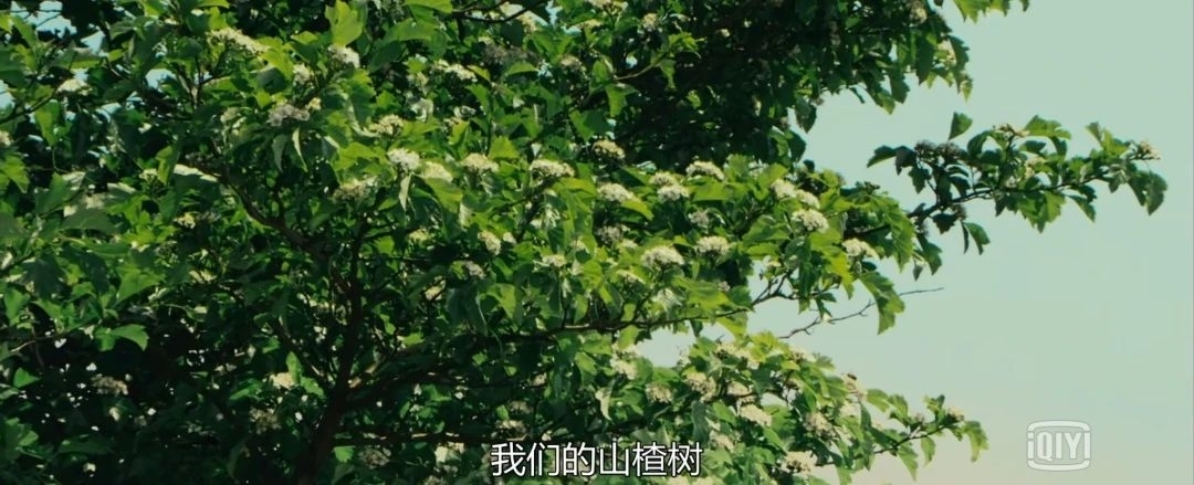 山楂树之恋短文,山楂树之恋你的喜好