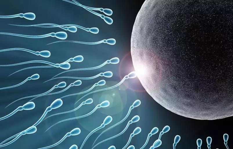 男性精子多少天内比较好,男性的精子一般几天最好