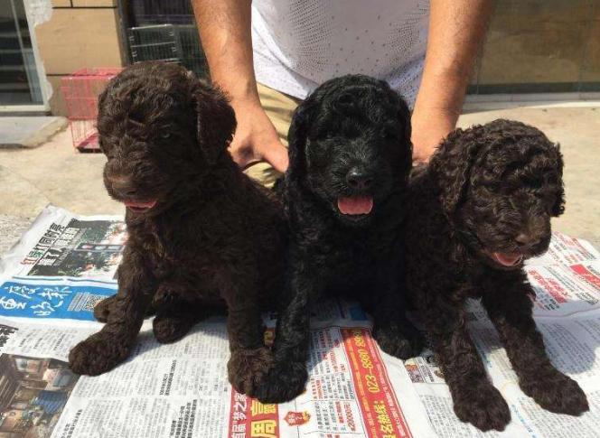 巨型贵宾犬多少钱一只幼犬,巨型贵宾犬一般要多少钱一只幼犬