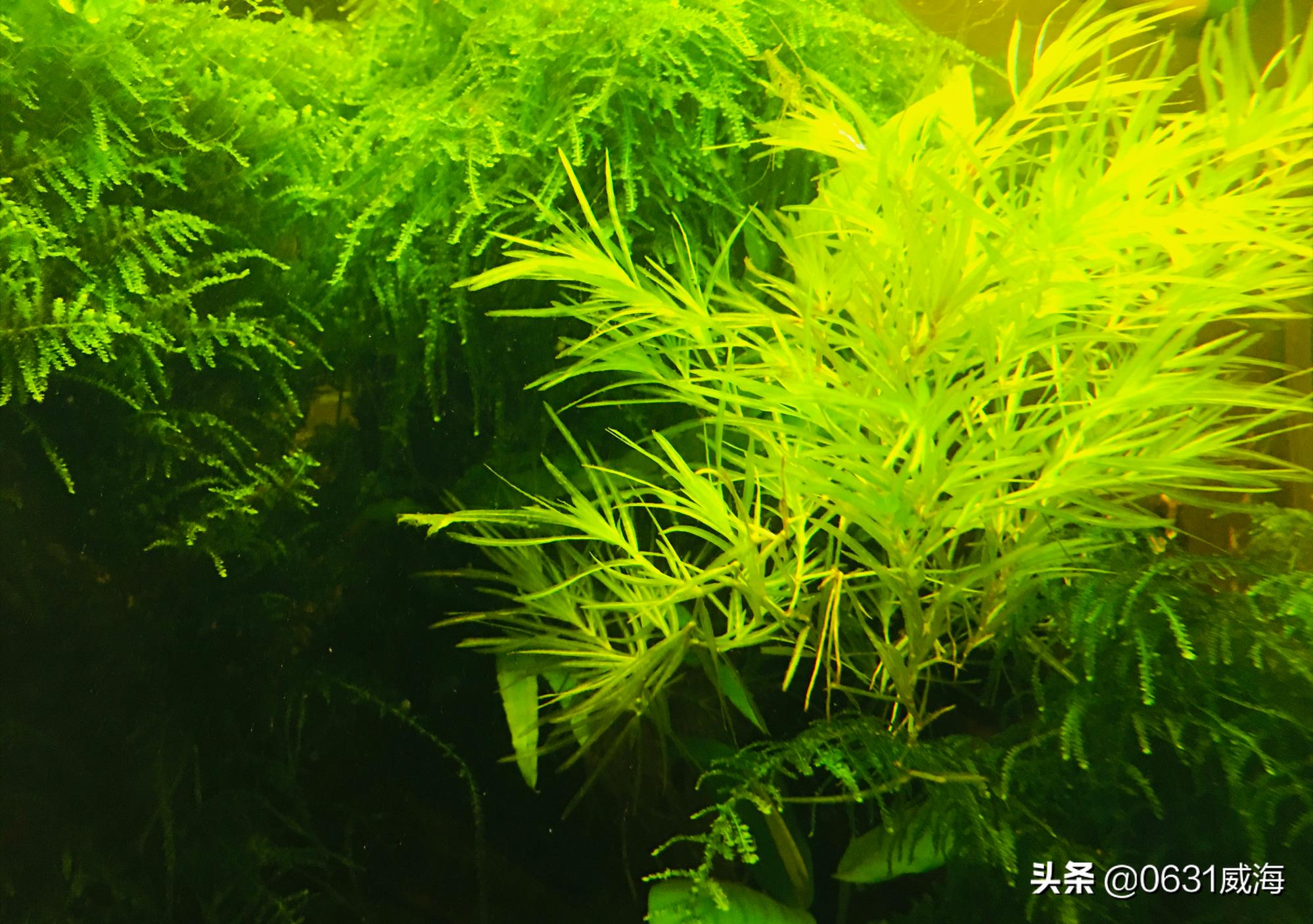 养鱼必备鱼粮推荐大全图,鱼粮养鱼专用