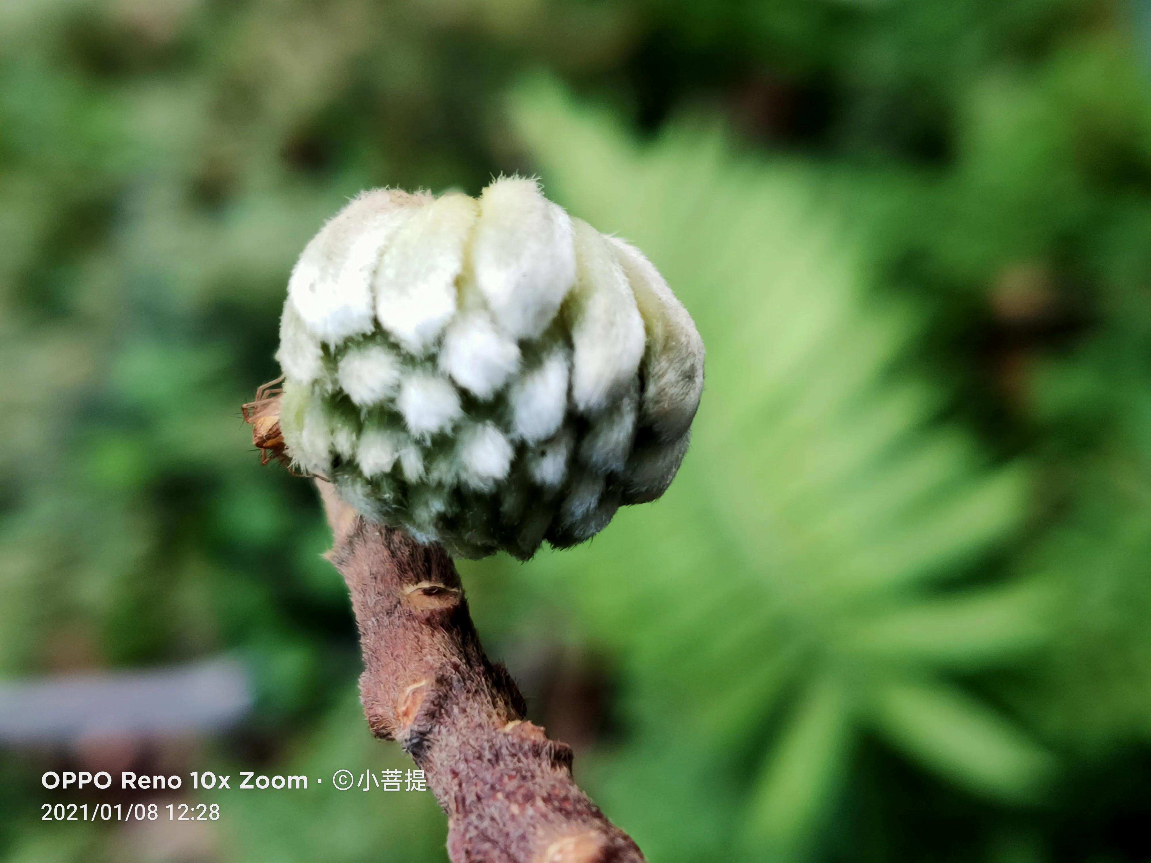 这就是爱情树，若在枝上打两个同向的结，就能得到甜蜜爱情和幸福