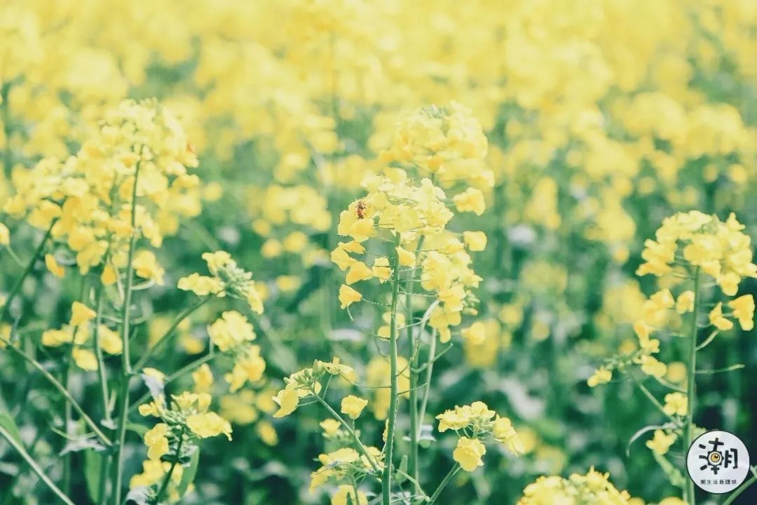 閿﹀煄鐨囧璐垫棌瀛﹂櫌,鎴愰兘閿﹀煄璐垫棌瀛﹂櫌