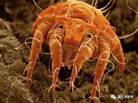 猫九爷：犬猫皮肤病的类型概述