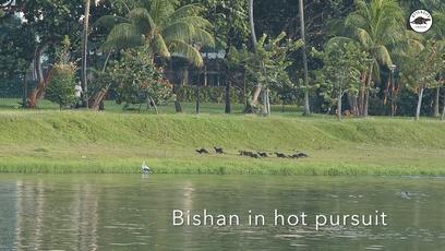 两水獭家族打群架,两个水獭家族之间的战争完整版