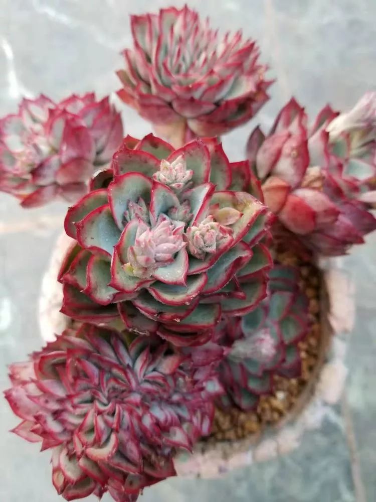 爱机车,爱多肉,宝妈花姐的诗和远方