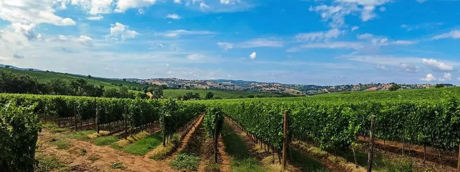 意大利大师班葡萄酒,superwine葡萄酒