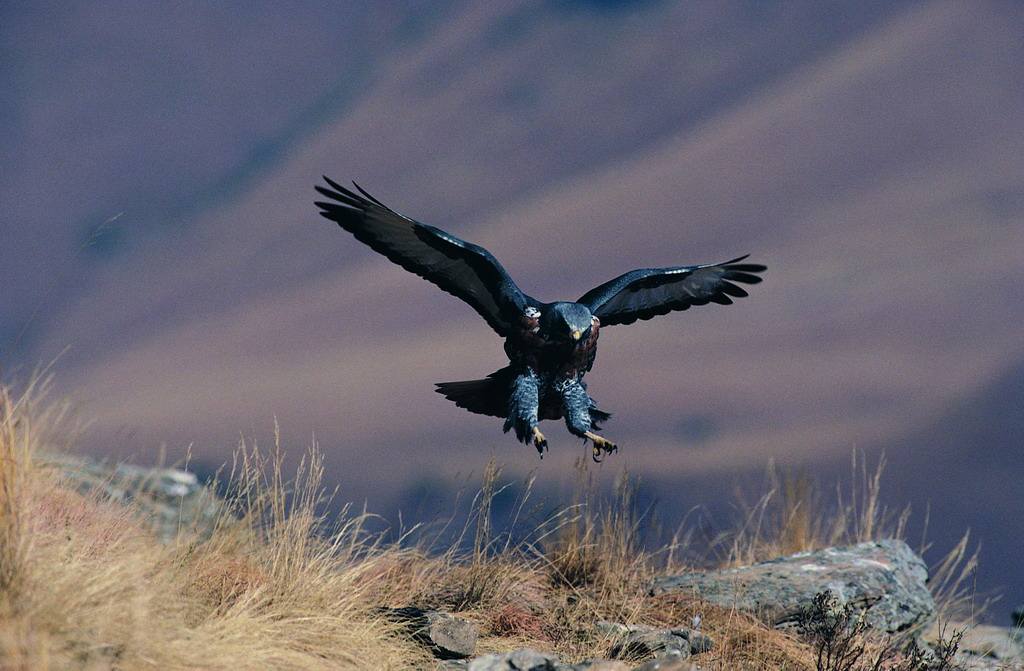 路边发现测速仪,野外发现一只老鹰