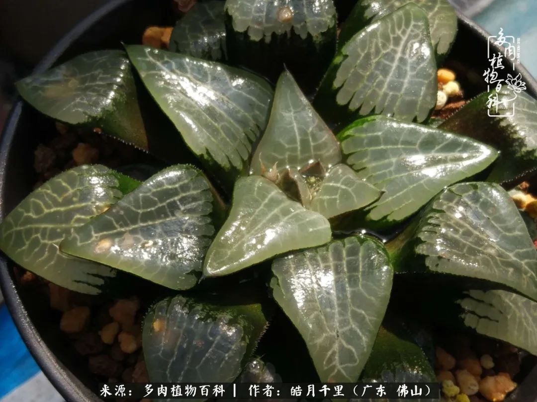 多肉娇气养不活多肉的10个秘密,养多肉是件很治愈的事情