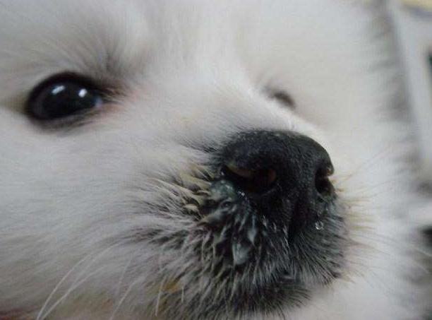 狗狗流鼻涕的症状和治疗,狗狗流鼻涕多久能好转正常