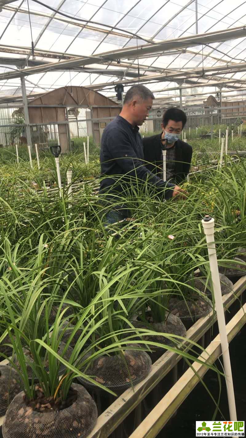 兰花的观赏特性及用途是什么,兰花的观赏特性及用途图片