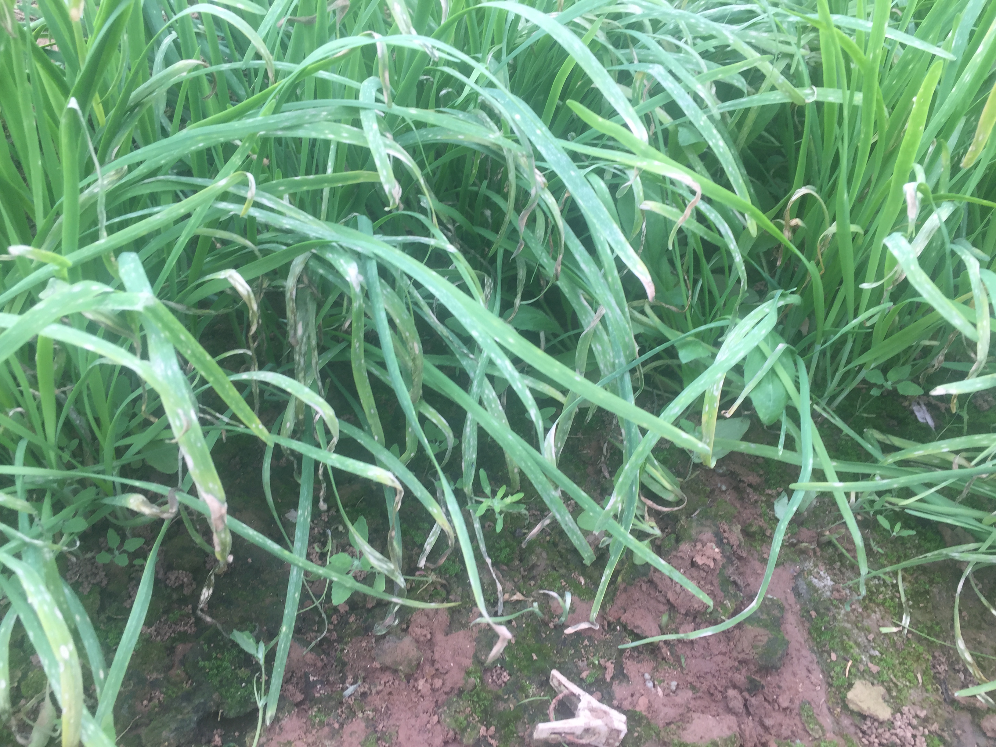 蔬菜大棚绿苔怎么消除,大棚里土地起绿苔是怎么回事