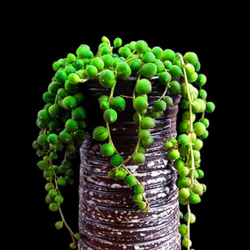 耐阴多肉植物室内,30种耐阴植物室内盆栽