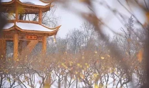 许昌鄢陵腊梅,许昌蜡梅