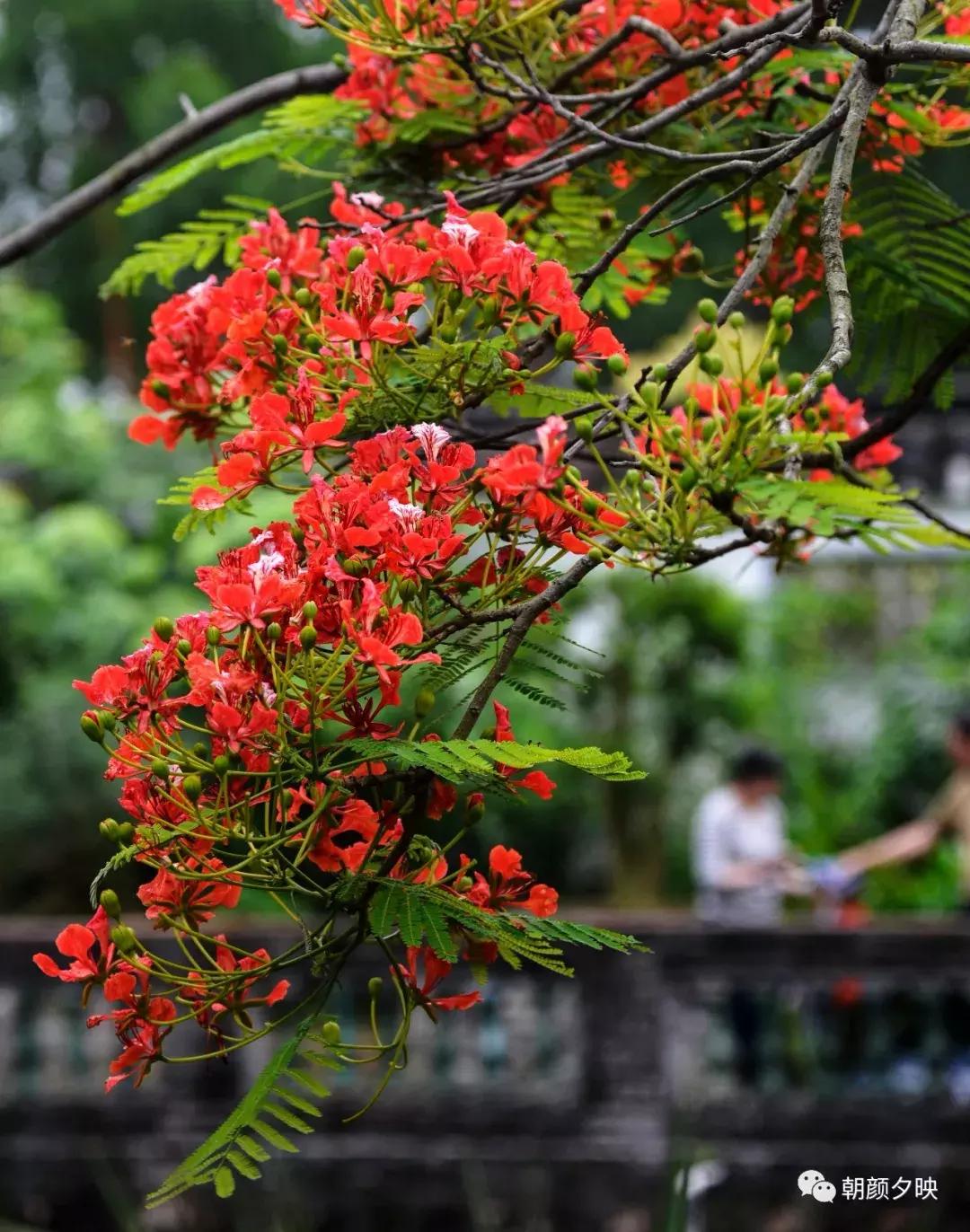 凤凰浴火时,盛夏晚晴天