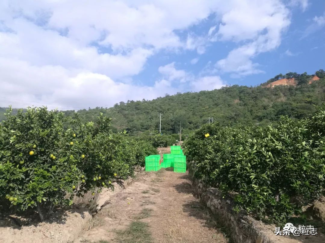 老伙，你的橙子离你更近了……｜粒志