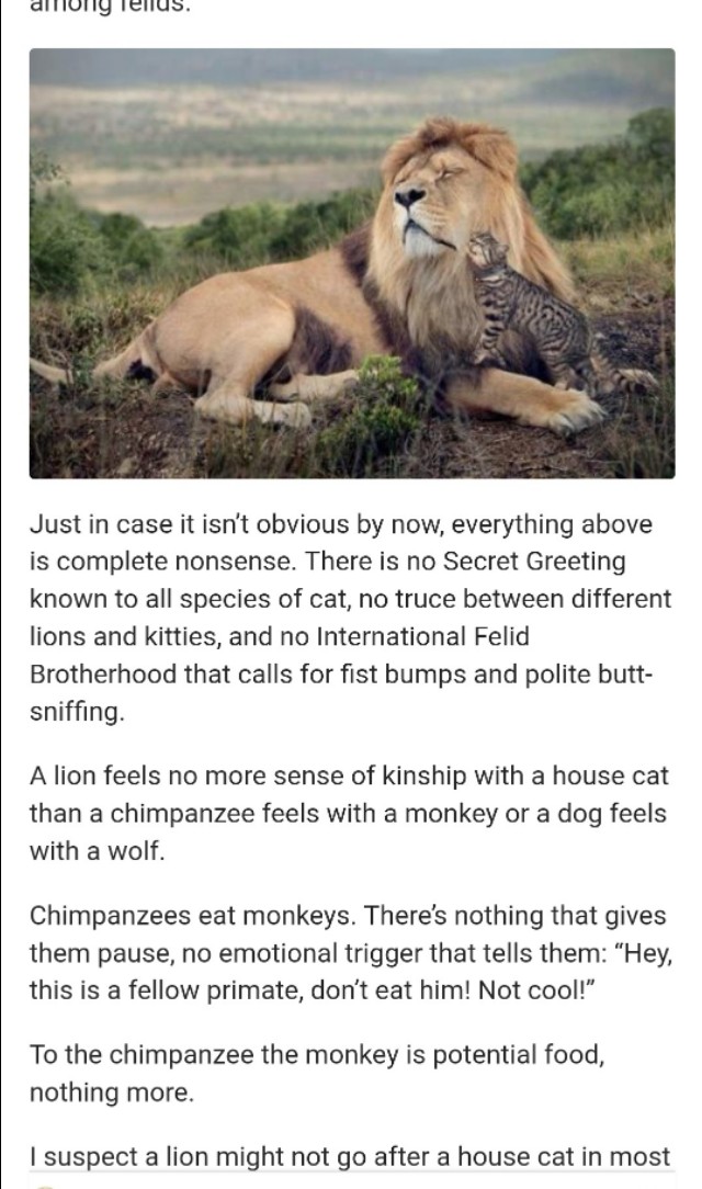 狮子野外发现猫是自己的物种吗,狮子野外发现一只猫