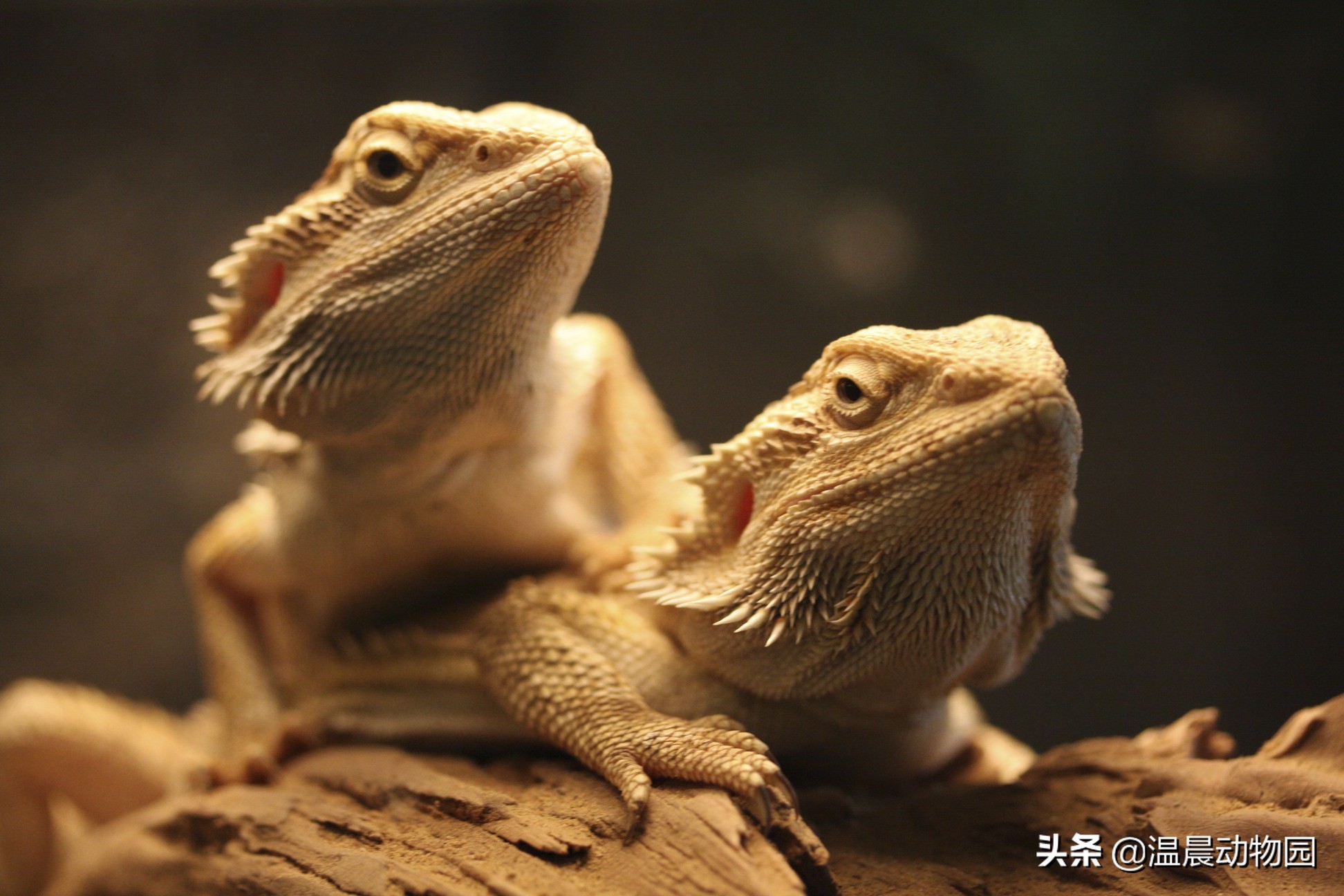 爬宠鬃狮蜥有多大,鬃狮蜥合法吗