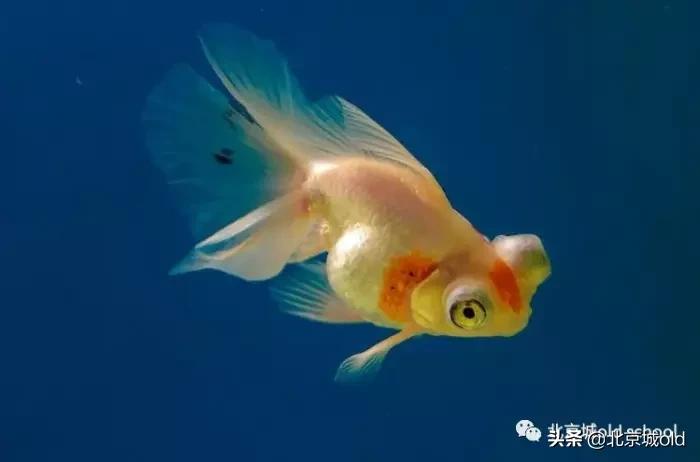 老北京养金鱼的讲究,老北京瓦盆养金鱼