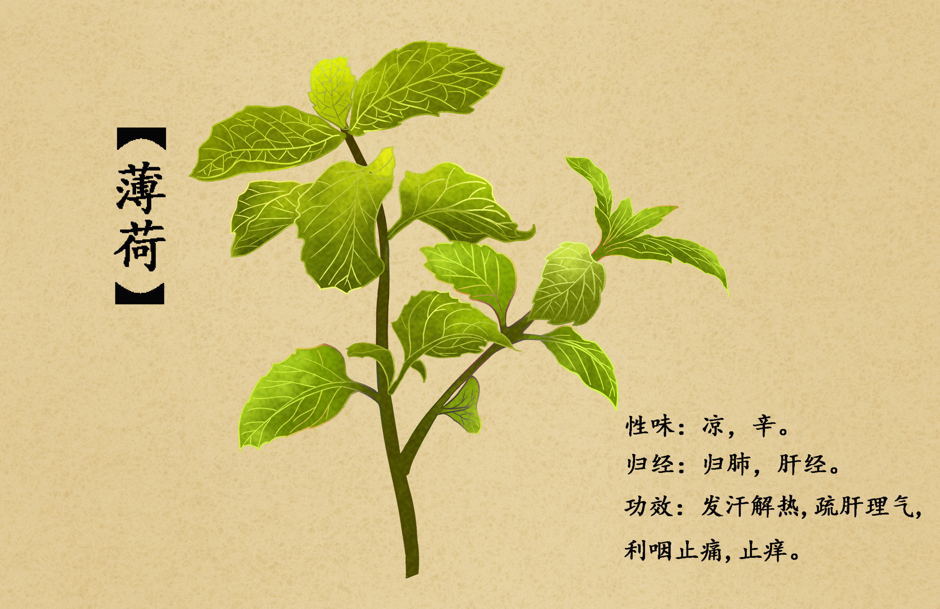 为什么说薄荷是世界上用途最广泛的精油之一