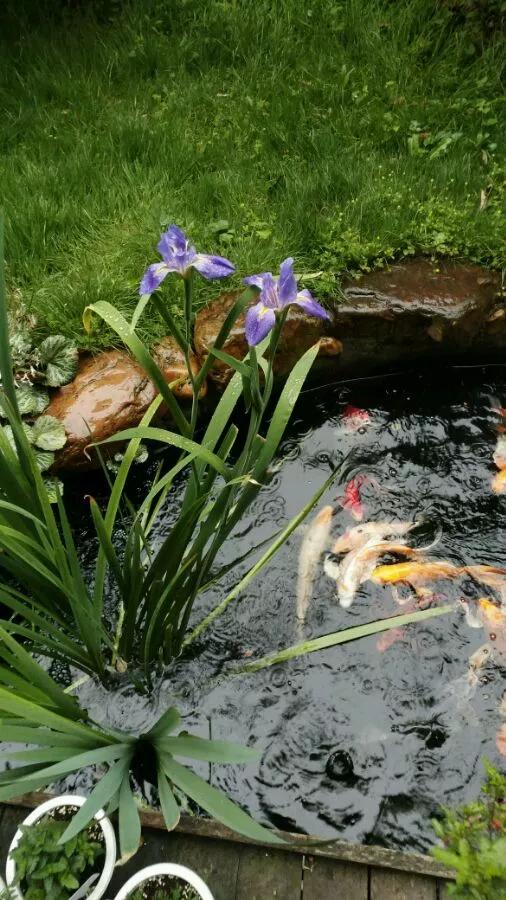 5种花不怕旱就怕涝,三种最怕缺水的花