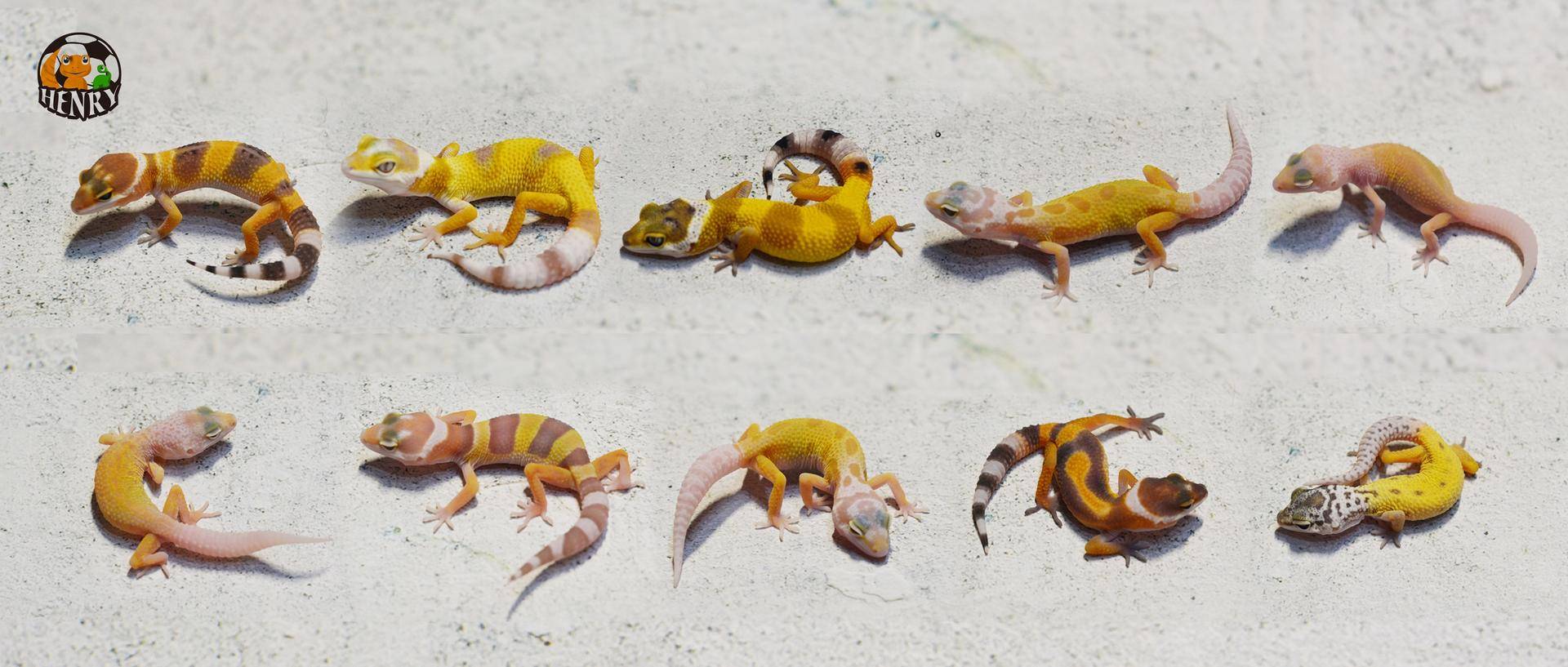 饲养可爱又呆萌傻傻的豹纹守宫,如何饲养好一只豹纹守宫