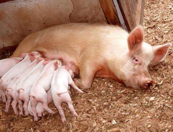母猪厌食30天流产什么原因,母猪厌食的症状都有哪些