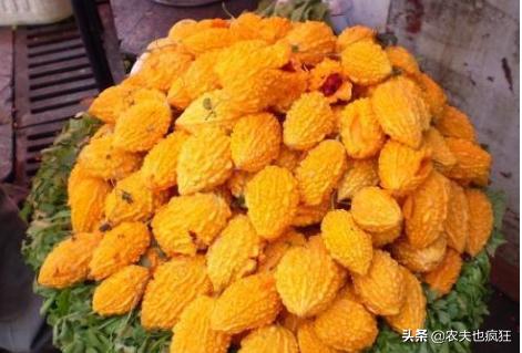 长得像熟了的苦瓜水果,长得像小苦瓜的东西是什么东西