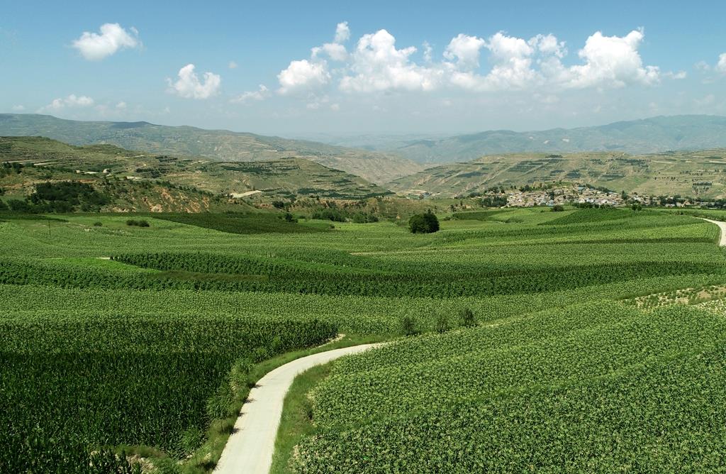 甘肃武山县桦林,武山县玉米喜获丰收