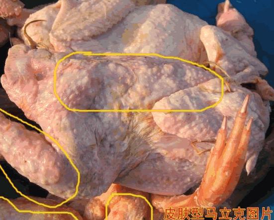 马立克氏病治愈率,马立克防什么病