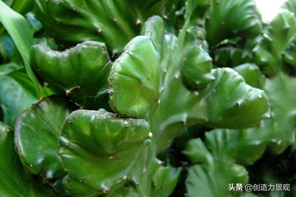 麒麟掌风水最佳位置,麒麟掌的风水作用