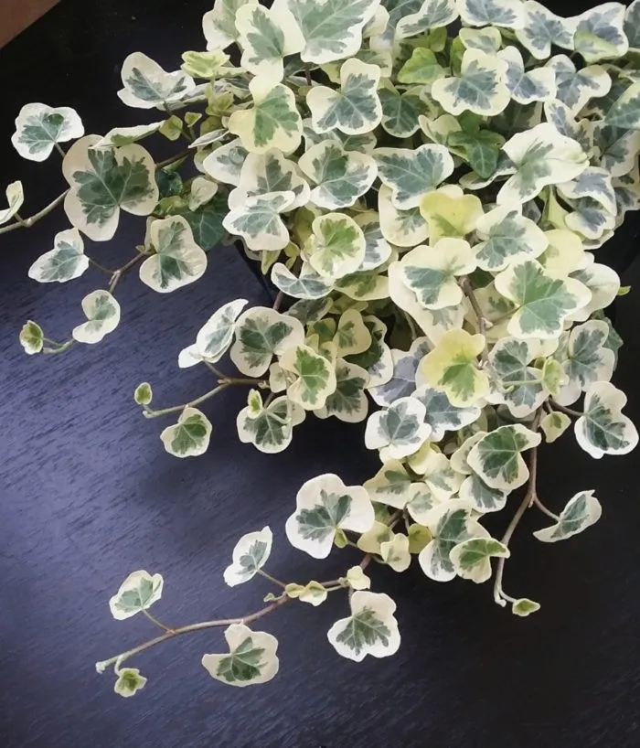 最适合养在卫生间的10种花卉,卫生间下水道恶臭难闻怎么办