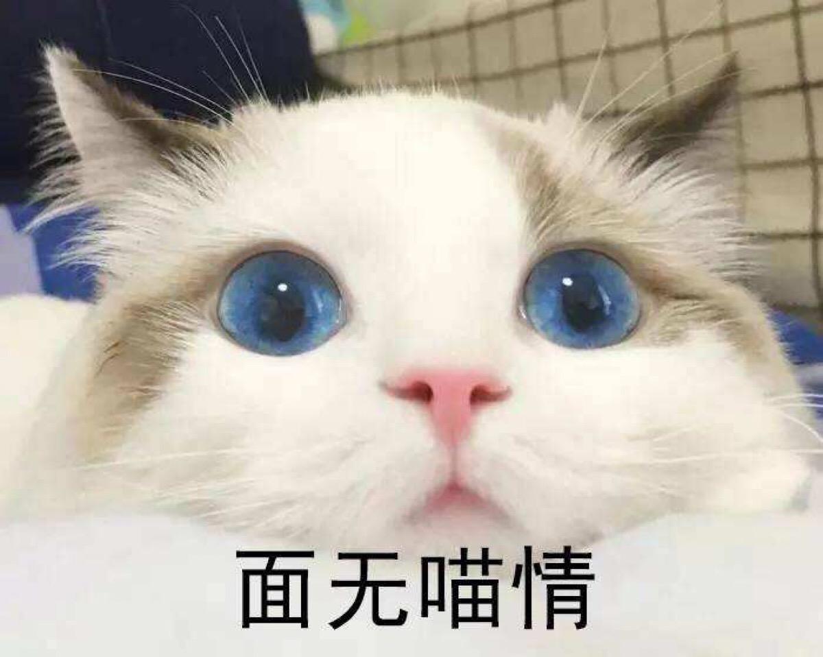家猫特别懒怎么办,自己家蓝猫跑出去怕热怎么办
