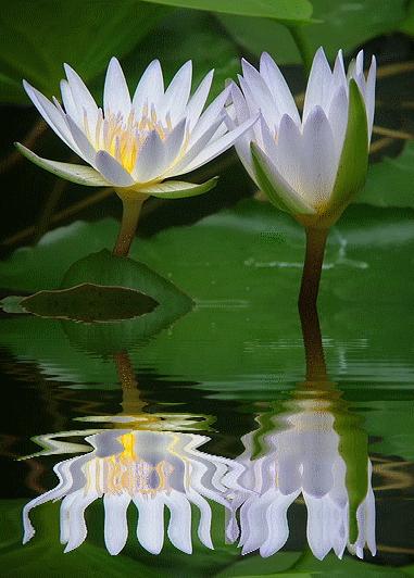 水中花郁可唯简谱动态谱,动态水中花歌词壁纸