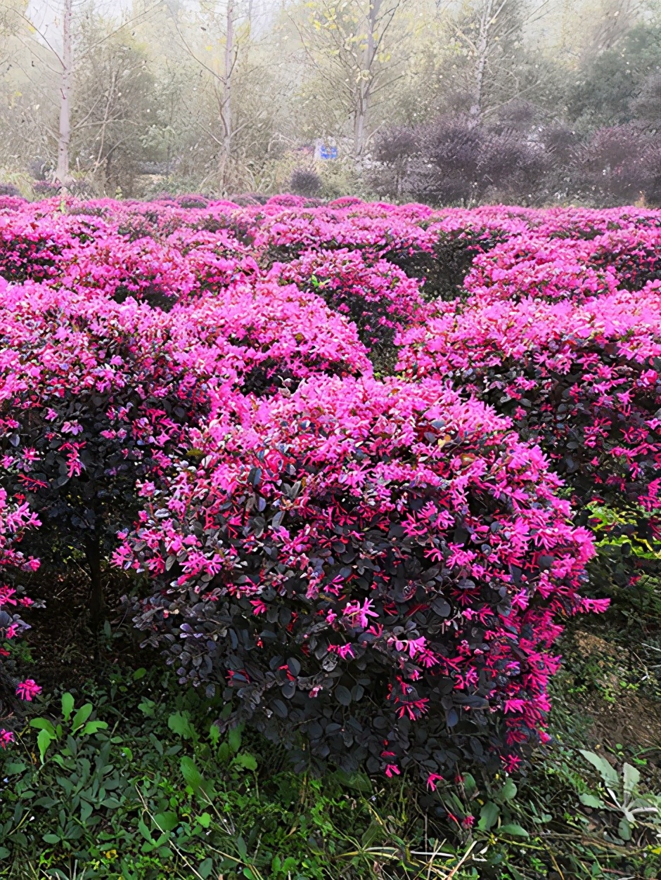 湖南哪里可以批发红桎木球，价格多少
