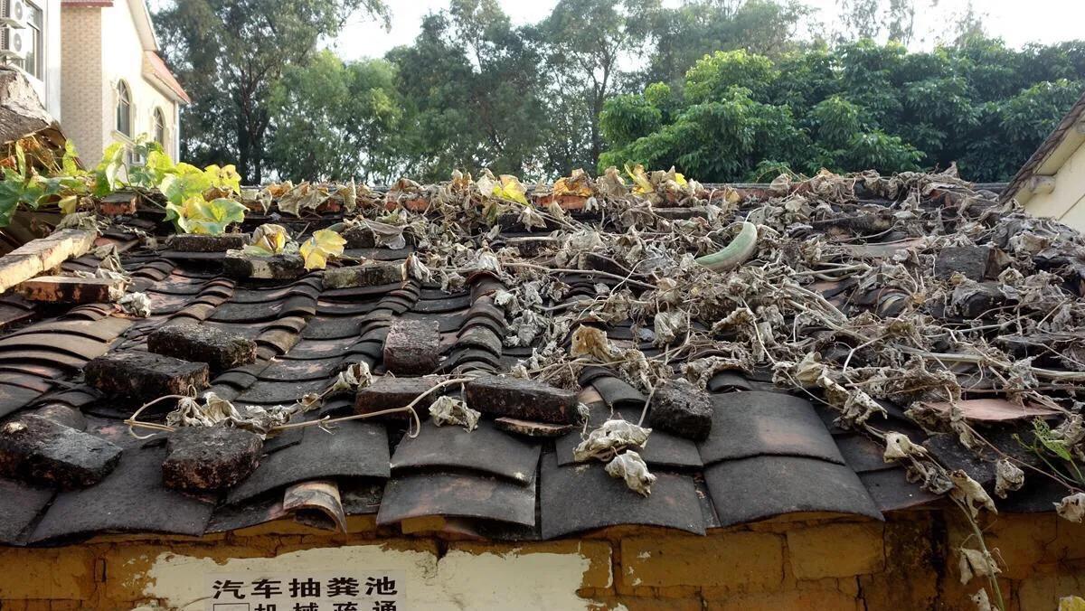 侨港边上的大、小老虎村,房租很低但住的人却很少,如今面临改造