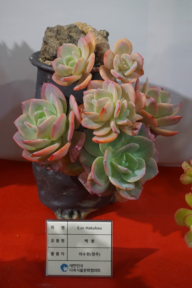 多肉欣赏桃美人,多肉植物欣赏