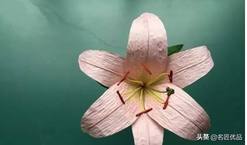 母亲节礼物九块钱的花,母亲节礼物该送什么花好