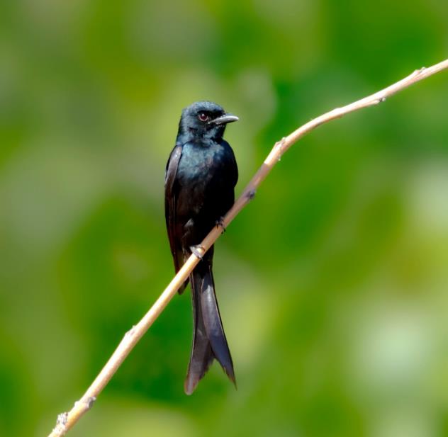 高清童年常见飞禽篇（值得珍藏）