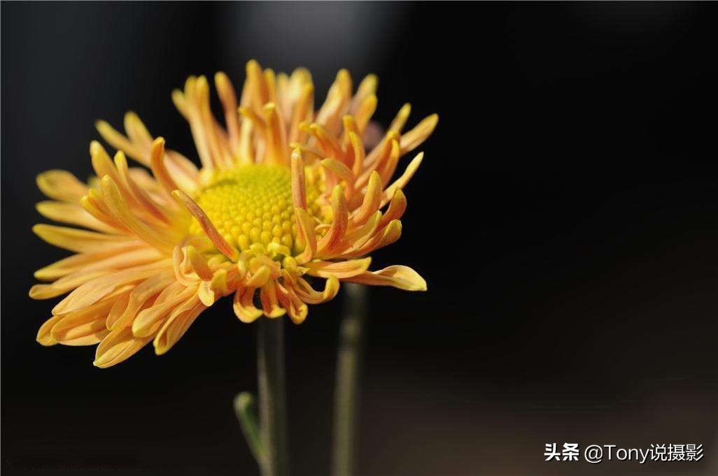 单反相机拍照怎么查看光圈优先,单反相机光圈优先拍摄技巧